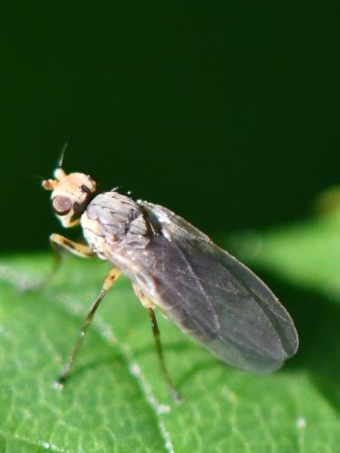 Phytomyza rufipes